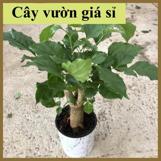 Cây hạnh phúc phong thủy tán to đẹp dễ chăm sóc