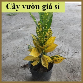 Cây cô tòng,vàng anh lá xanh đốm vàng