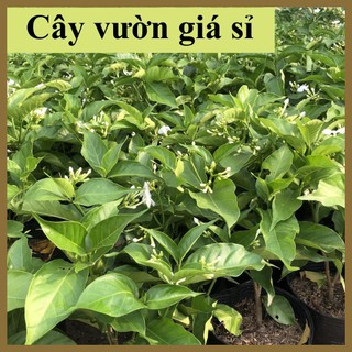 [Giá Vườn] Cây ngọc bút (Nhài tây), nhiều nhánh sum suê hoa thơm
