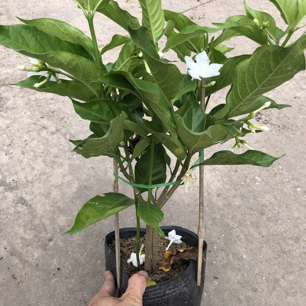 Cây ngọc bút , nhiều nhánh sum suê hoa thơm 23