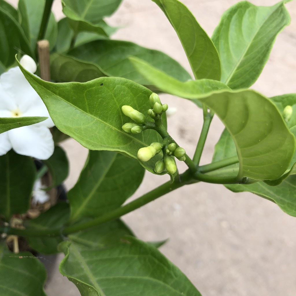 Cây ngọc bút , nhiều nhánh sum suê hoa thơm 23