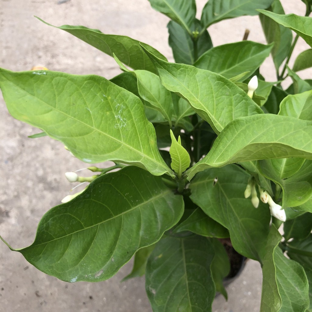 Cây ngọc bút , nhiều nhánh sum suê hoa thơm 23