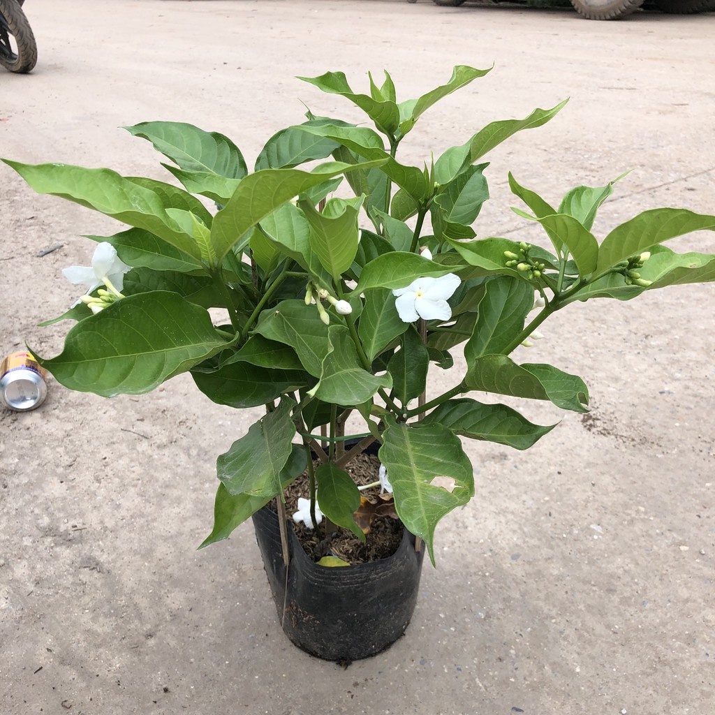 Cây ngọc bút , nhiều nhánh sum suê hoa thơm 23