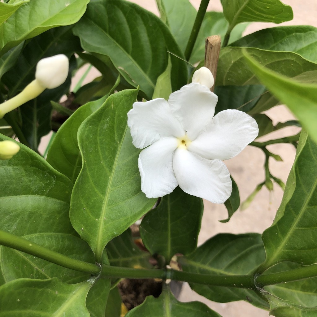 Cây ngọc bút , nhiều nhánh sum suê hoa thơm 23