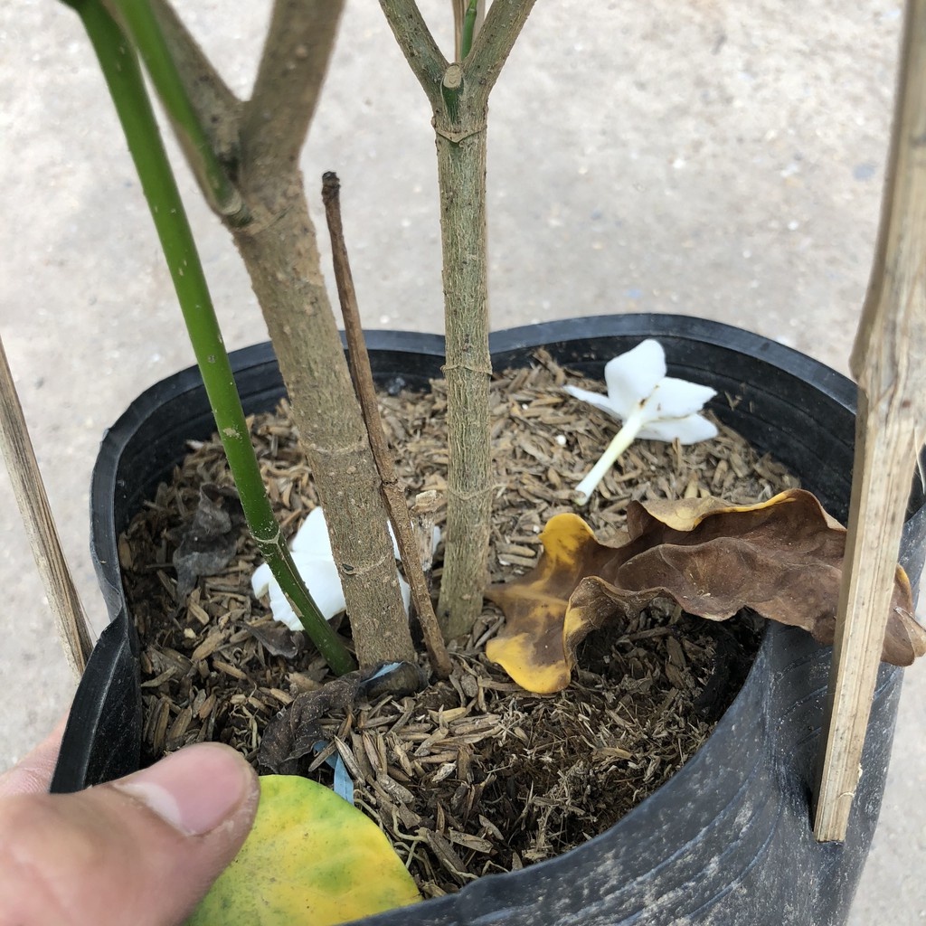 Cây ngọc bút , nhiều nhánh sum suê hoa thơm 23