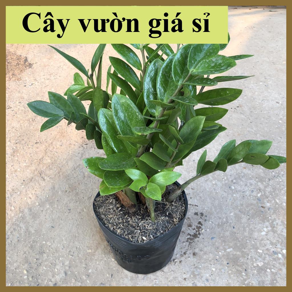 Cây kim tiền tài lộc cỡ vừa, lá dày đẹp bụi to thân chắc khỏe 23