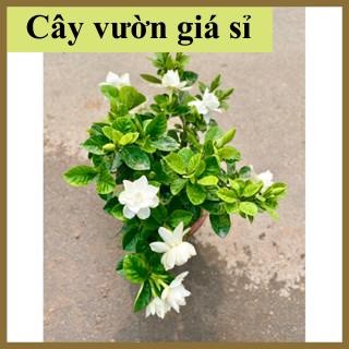 [Giá Vườn] Cây hoa bạch thiên hương (hoa dành dành), nhiều nhánh sum suê