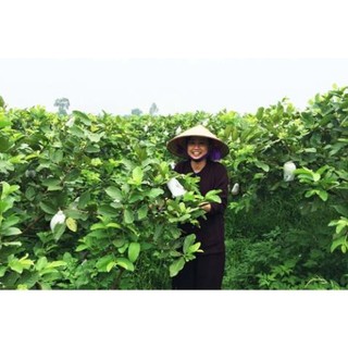Trà Lá Ổi Khô Nguyên Chất (1kg)