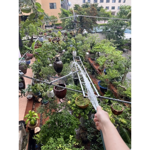 Trái Trâu Cổ tươi