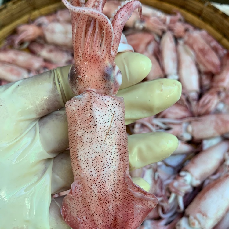 Mực Cơm Hấp Nhạt Giá Rẻ C18