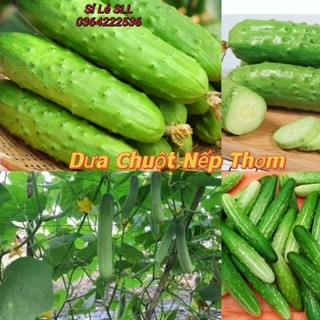 1 gam hạt giống dưa chuột nếp 💖 Dòn Ngon  thơm mùi cơm nếp chất lượng - VUON XINH DEP 