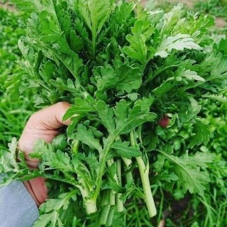  Hạt Giống Rau Cải Cúc f1   Tần Ô  🤗 Siêu Nảy Mầm 🥬 năng suất cao - VUON XINH DEP 