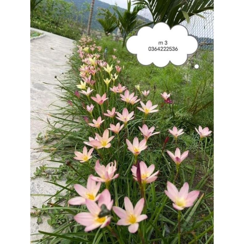 Combo 10 củ hoa tóc tiên nhiều màu ☆ siêu xinh 💝 cực dễ trồng☆ - VUON XINH DEP