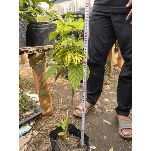Cây Hoàng Lan bông vàng cao 50-60cm