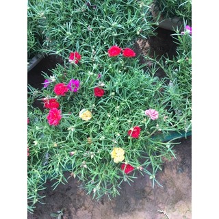 Chậu treo hoa 10 giờ