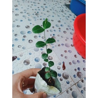 Cây siro giống