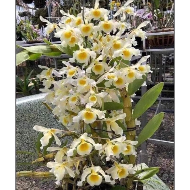 Hoa Lan quý hiếm hoàng phi hạc