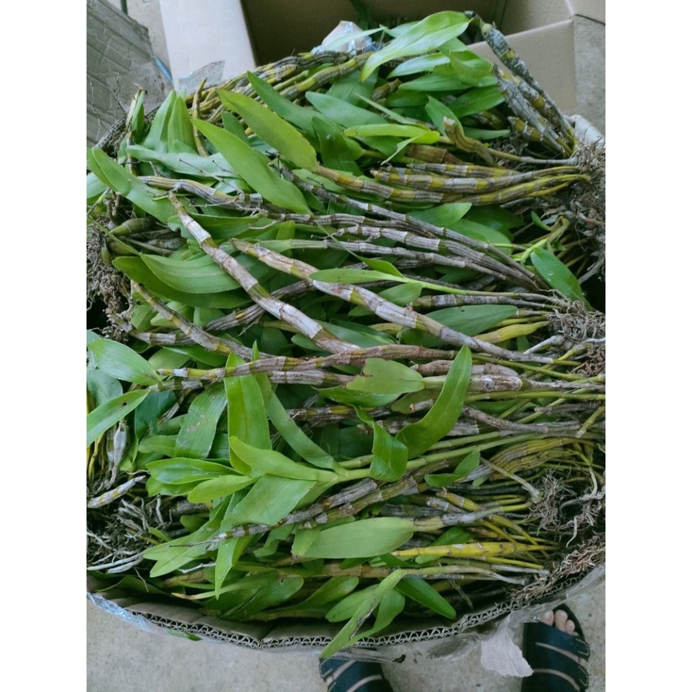 Hoa Lan quý hiếm hoàng phi hạc