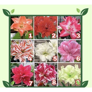 CỦ HOA HUỆ TÂY CÁNH KÉP ( mua 10 khuyến mại 1 củ)