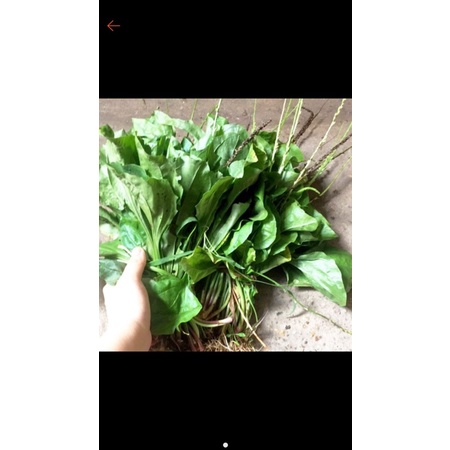 Bông mã đề tươi 1kg