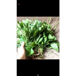Bông mã đề tươi 1kg