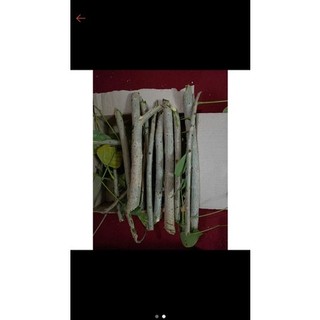 Cành vông tươi làm giống