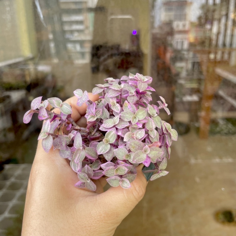 Sen Đá PinkLady Mini ( 2-3cm )