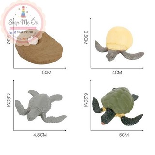 Mô hình vòng đời của rùa - Turtle life cycle