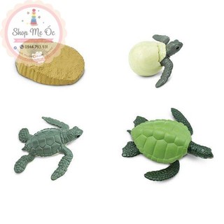 Mô hình vòng đời của rùa - Turtle life cycle