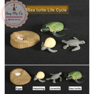 Mô hình vòng đời của rùa - Turtle life cycle