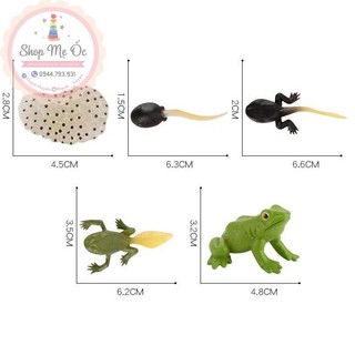 Mô hình vòng đời của ếch - Frog Life Cycle