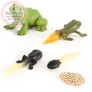 Mô hình vòng đời của ếch - Frog Life Cycle