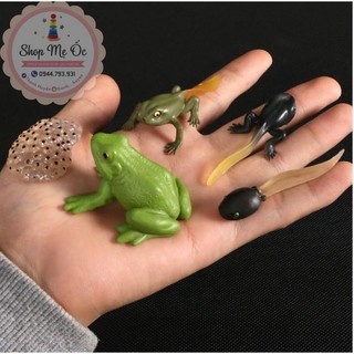 Mô hình vòng đời của ếch - Frog Life Cycle