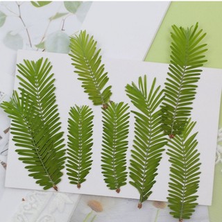 Lá dương xỉ tròn ép khô dùng trang trí resin DIY khung tranh hoa khô