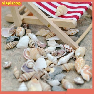 XIAPI+ Bộ 40 chi tiết vỏ sò biển dùng trang trí chậu Bonsai DIY D18