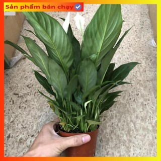 Cây lan ý trồng nội thất để bàn, chiều cao 30cm bụi to sum hoa đẹp dễ chăm sóc