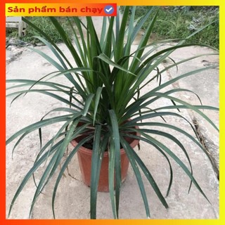Cây phát tài núi, chiều cao 60cm gốc to lá dài uốn cong bụi chắc khỏe sức sống tốt