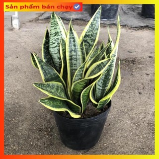 Cây lưỡi hổ viền vàng lùn bụi to Cao 25cm