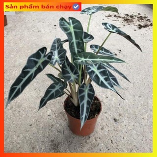 Cây môn quan âm mini để bàn, Cao 25cm, cây khỏe dễ chăm
