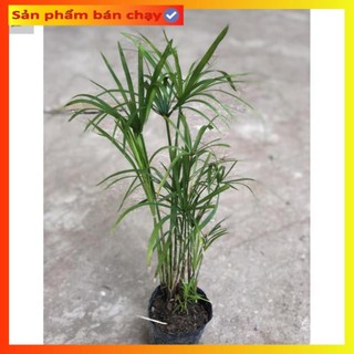 Cây thủy trúc Thái thủy sinh, Cao 30cm