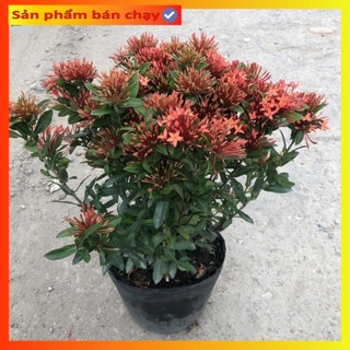 Cây hoa mẫu đơn chiều cao 40cm hoa nở bắt mắt
