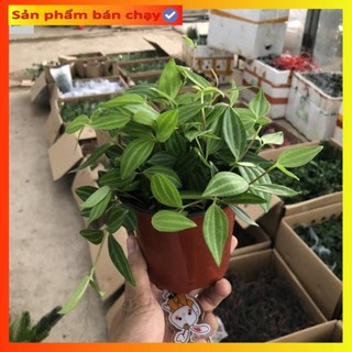 Cây bình an mini để bàn, cây đẹp, lá xanh, ngọn dài 15cm