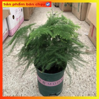 Cây thủy tùng mini để bàn, chiều cao cây 12-15cm tán sum suê lá bông đẹp [VIP]@