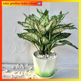 Cây ngọc ngân mini, để bàn Cao 30cm, phong thủy tốt