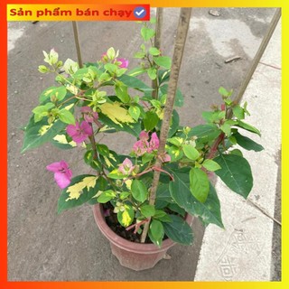 Cây hoa giấy cẩm thạch hoa 2 màu hồng trắng, cây 50-60cm