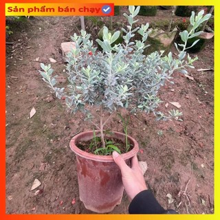 Cây tuyết sơn phi hồng, chiều cao 50cm bụi cây to khỏe, hoa quanh năm