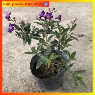 Cây hoa mua thái, sim thái tím, chiều cao 35cm, cây nhánh sum suê hoa nở rộ