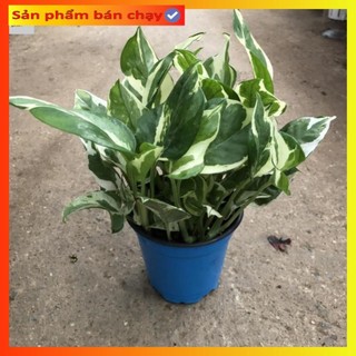 Cây trầu bà cẩm thạch mini để bàn thanh lọc không khí, Chiều cao 15cm