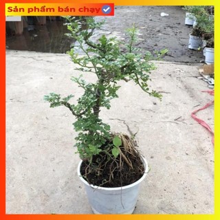Cây cần thăng cảnh bonsai mini, Cao 25cm tán lá đẹp gốc rễ khỏe mạnh dáng đẹp