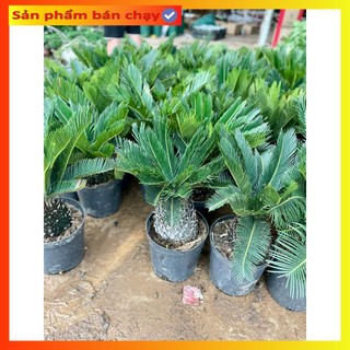 Cây vạn tuế size củ to 60-70cm, mang nhiều ý nghĩa phong thủy tốt